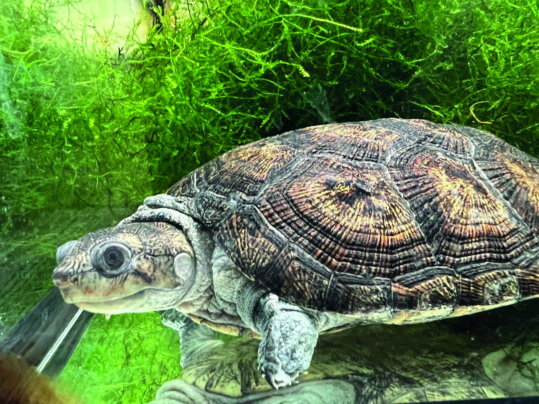 Erymnochelys</br> madagascariensis