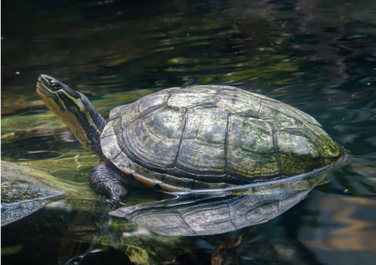 Mauremys </br>annamensis